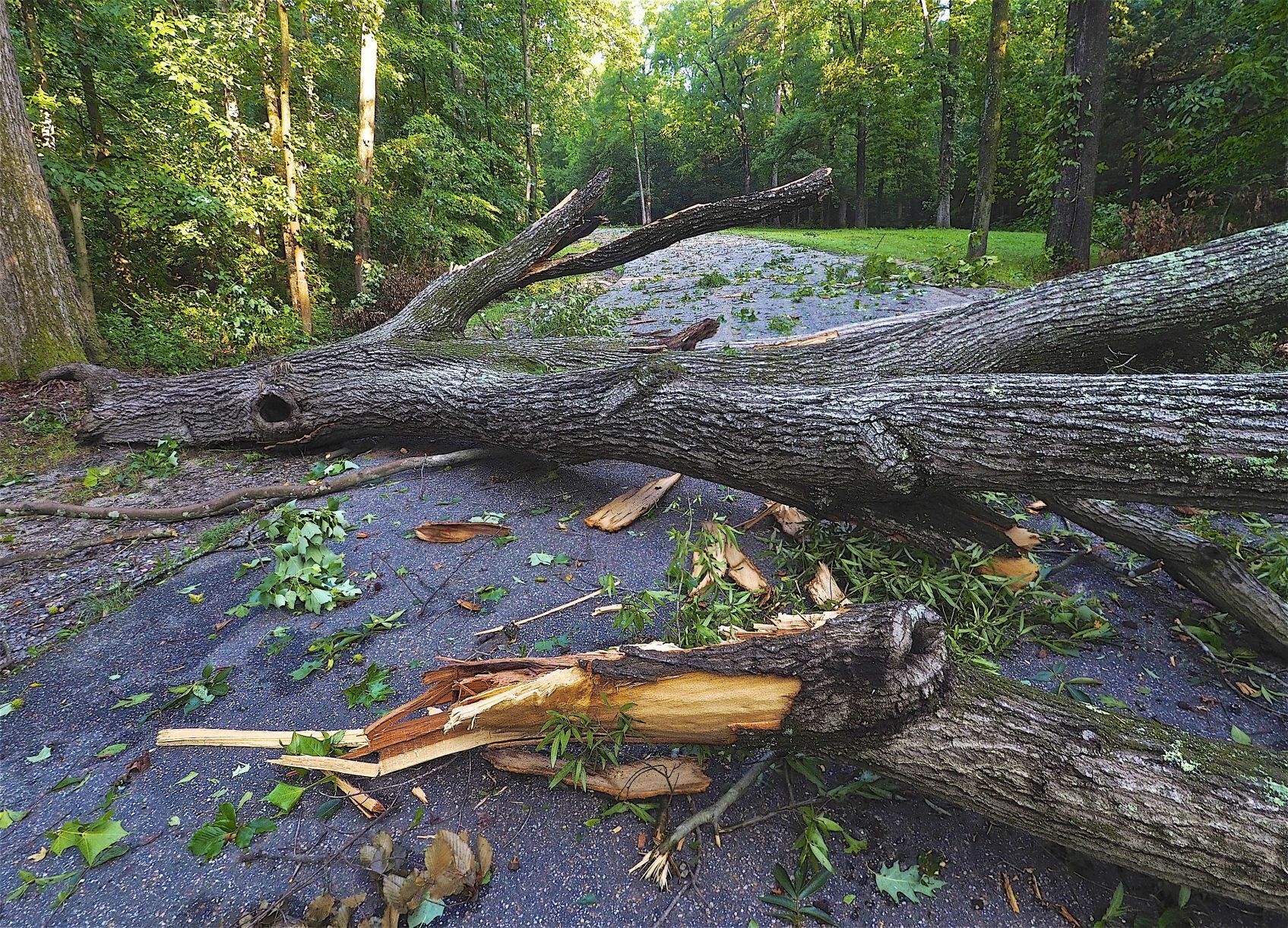 Lafayette Storm Damage